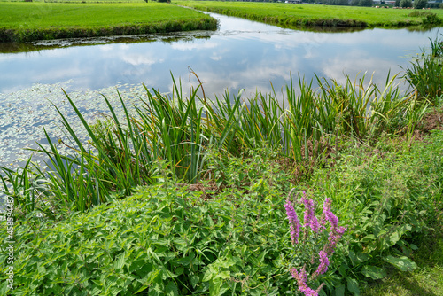 Dutch rural scene in Kinderdijk green grassland  with canals running through photo