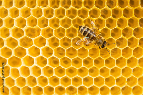Production of honey in domestic bee apiary. Bee working in hive. Close-up macro footage. © kohanova1991