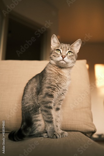 Wallpaper Mural A domestic striped gray cat with yellow eyes sits on the couch. Torontodigital.ca