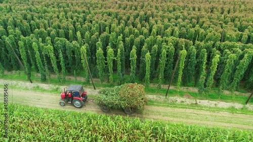 Hops field aerial view. Huge hops plantation during harvesting. Tractor full of hops. Traditional beer production with ecological hop flowers. Flying over a plantation full of lush green hops plants.