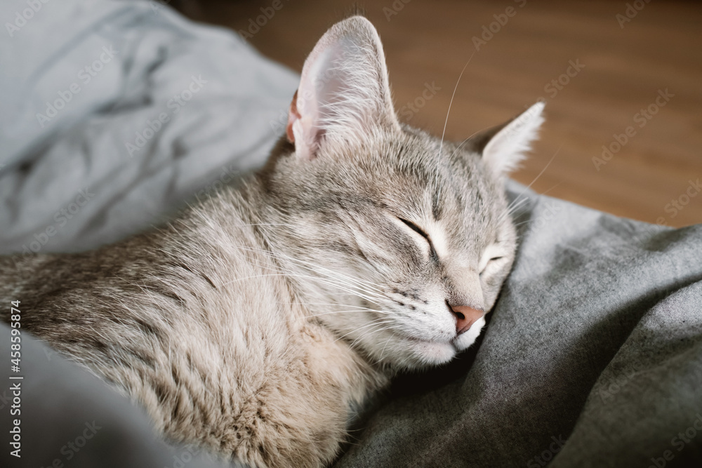 A domestic striped gray cat sleep on the bed under a warm blanket.
