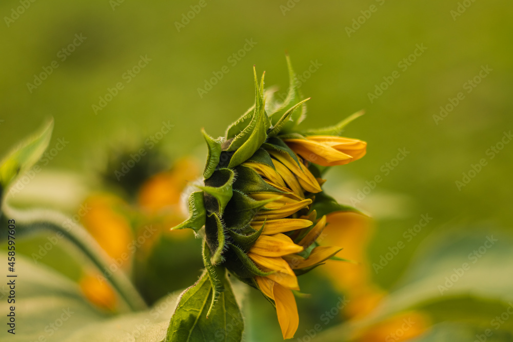 Blossoming sunflower bud in evening lighting on a blurry background. Blossoming sunflower bud in evening lighting on a blurry background.