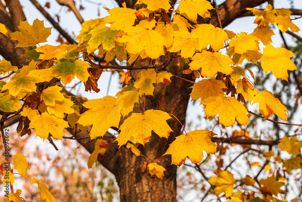 Golden foliage on the trees close up. Golden autumn concept. Autumn background Golden foliage on the trees close up. Golden autumn concept. Autumn background
