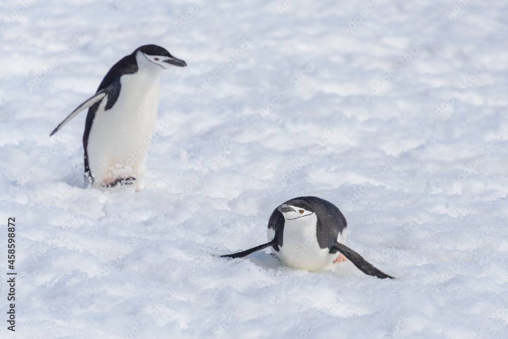 Fototapeta premium Chinstrap penguin creeping on snow