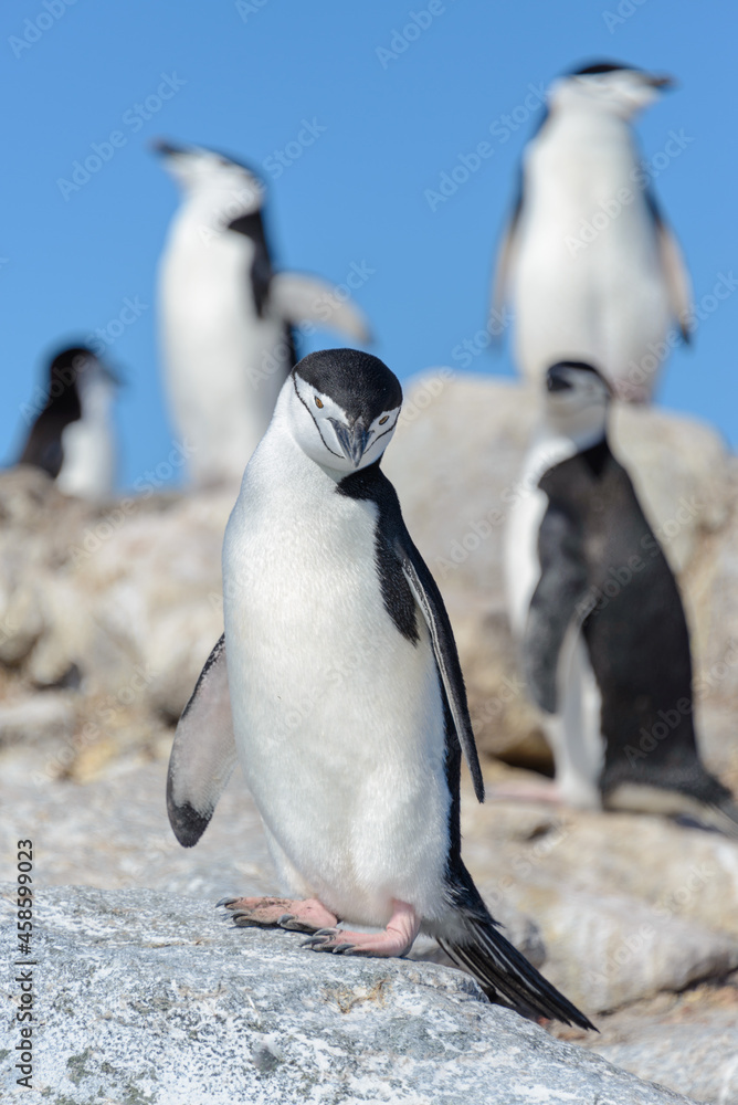Fototapeta premium Chinstrap penguin on the beach in Antarctica