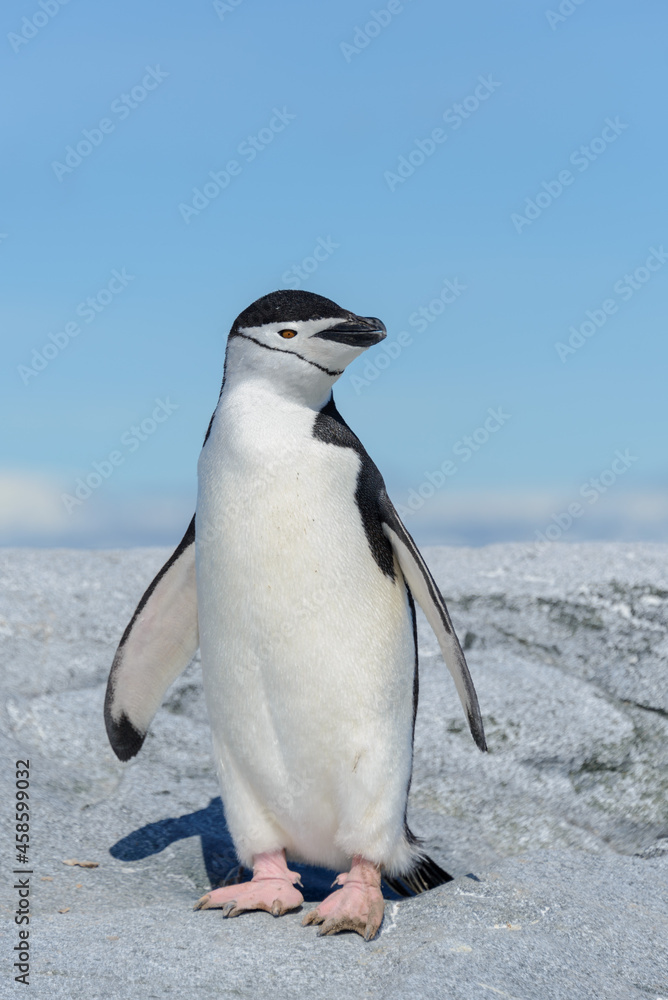 Fototapeta premium Chinstrap penguin on the beach in Antarctica