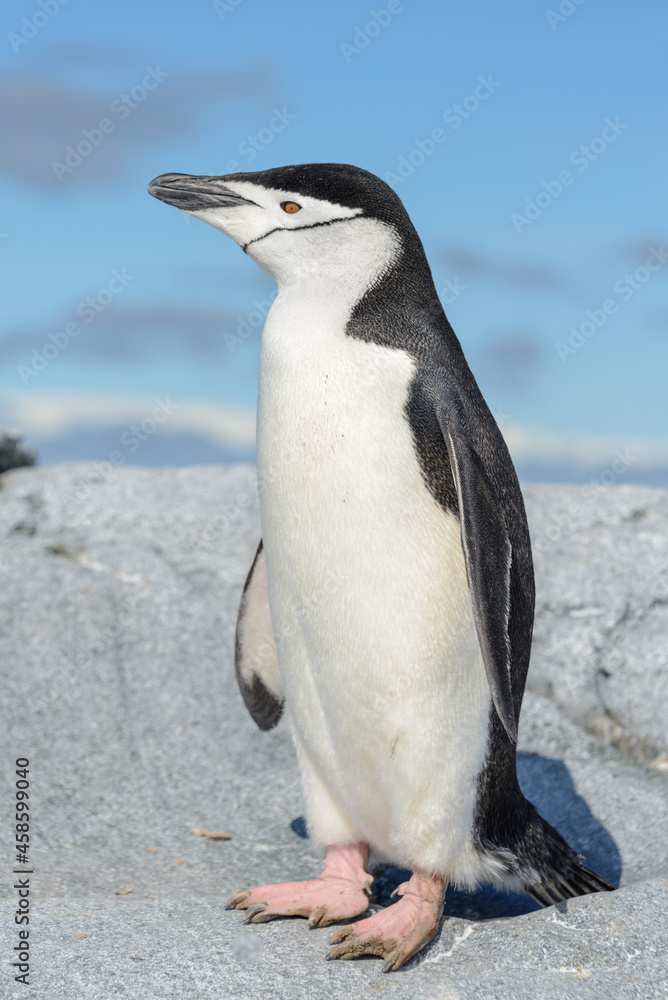 Naklejka premium Chinstrap penguin on the beach in Antarctica