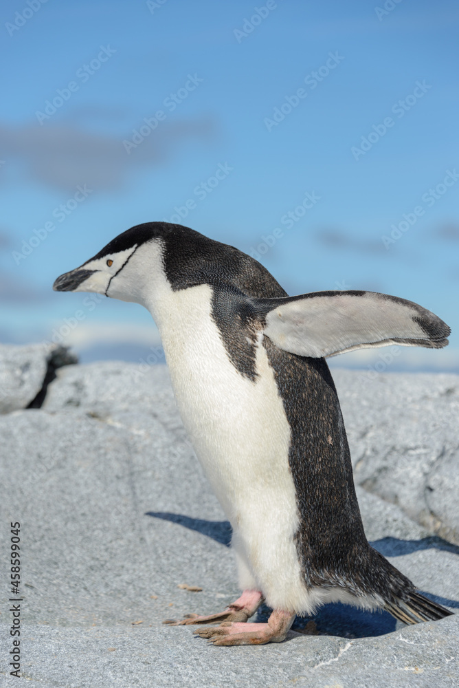 Naklejka premium Chinstrap penguin on the beach in Antarctica