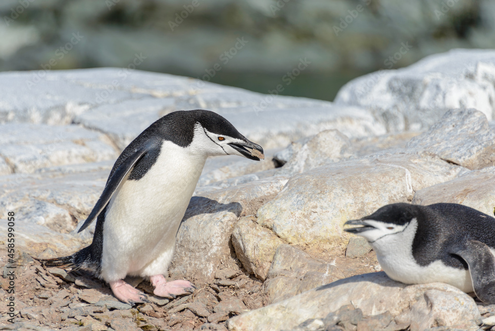 Naklejka premium Chinstrap penguin on the beach in Antarctica