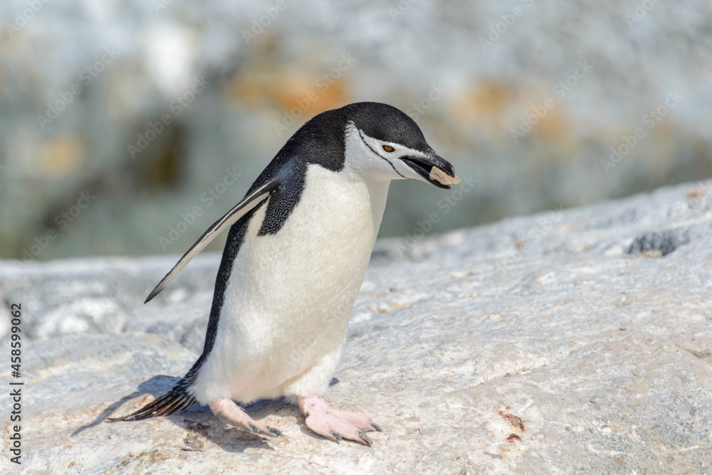 Fototapeta premium Chinstrap penguin on the beach in Antarctica