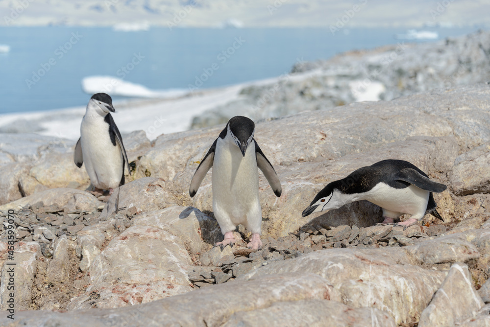 Naklejka premium Chinstrap penguins on the beach in Antarctica