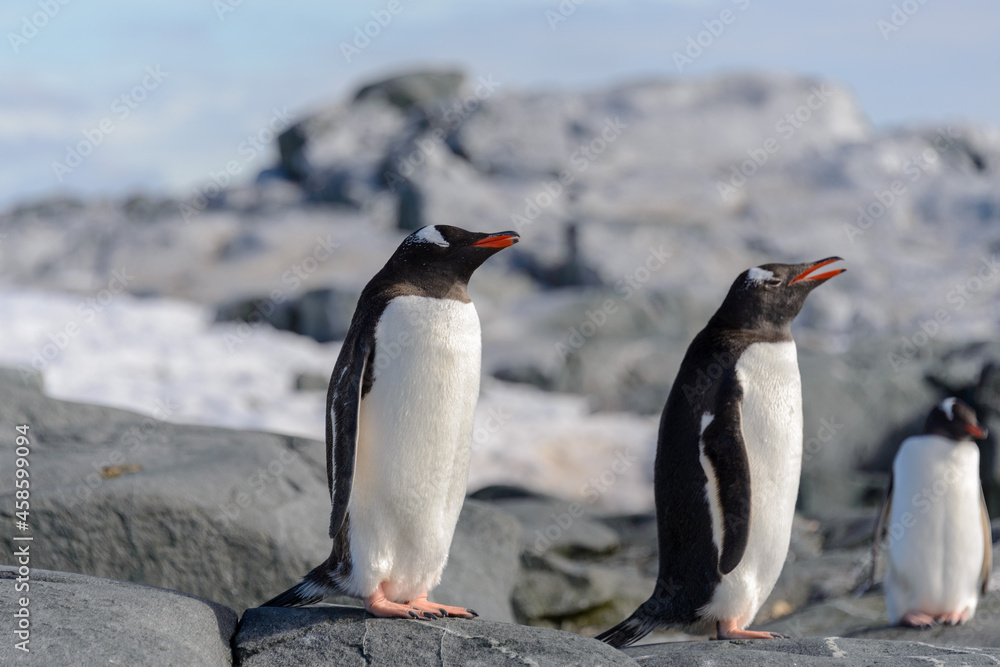 Naklejka premium Gentoo penguin on rock in Antarctica