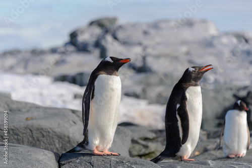 Gentoo penguin on rock in Antarctica