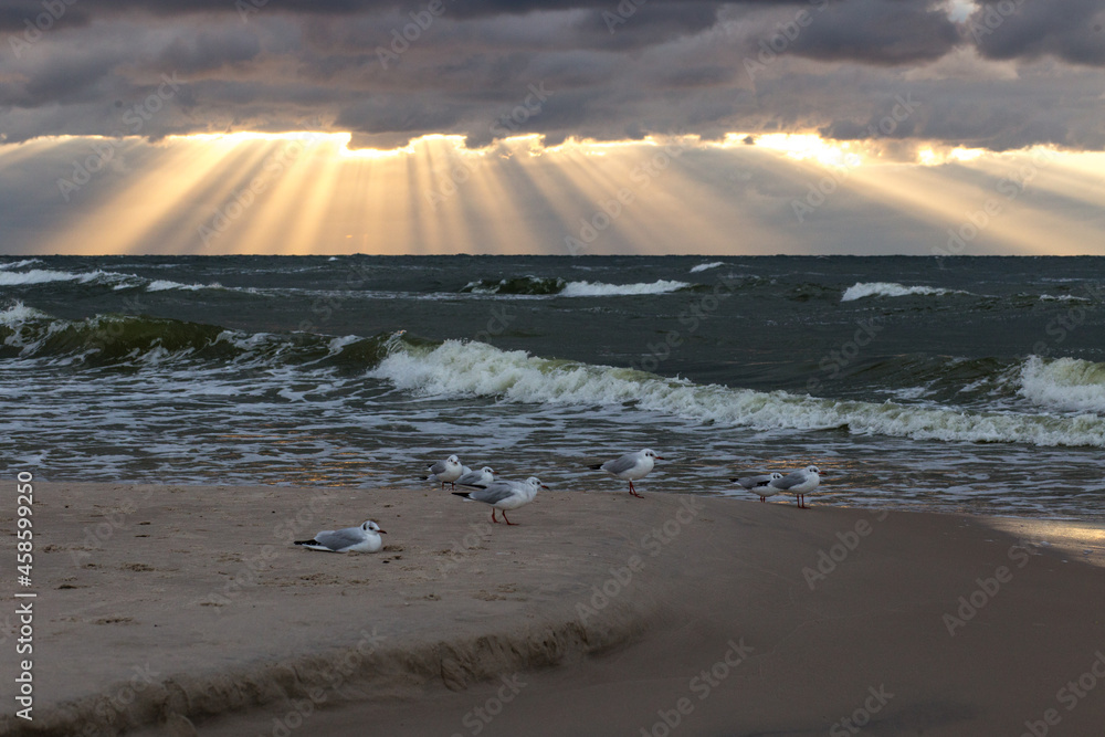 Morze Bałtyckie zachód słońca plaża chmury ptaki - obrazy, fototapety, plakaty 