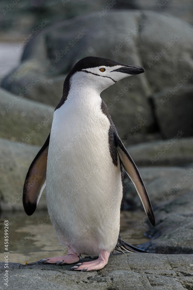 Fototapeta premium Chinstrap penguin on the rock close up