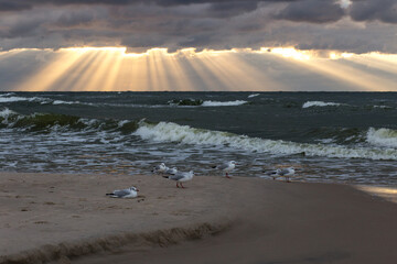 Morze Bałtyckie zachód słońca plaża chmury ptaki