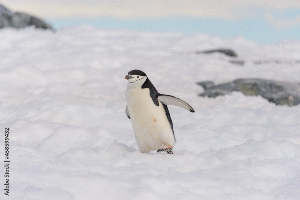 Obraz premium Chinstrap penguin on the snow in Antarctic