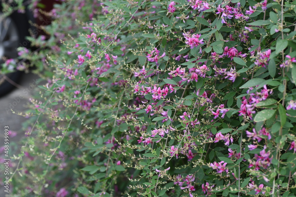 Japanese bush clover flowers. Japanese bush clover has beautiful magenta flowers on its supple branches from summer to autumn. 