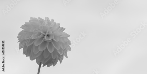 Foto Dahlia