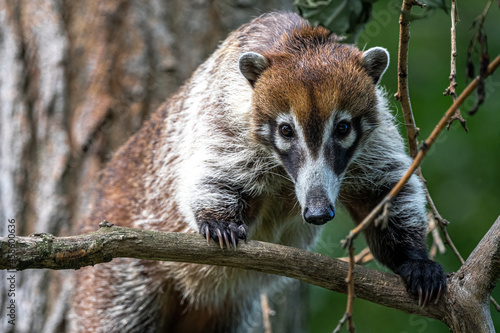 Quadro em tela Portrait of a White-Nosed Coati (Nasua narica)