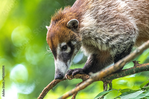 Portrait of a White-Nosed Coati (Nasua narica)