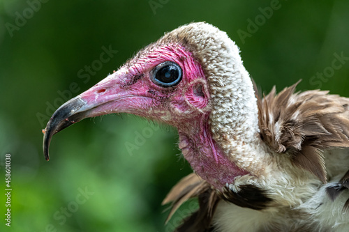 Portrait of a Hooded Vulture (Necrosyrtes monachus) photo
