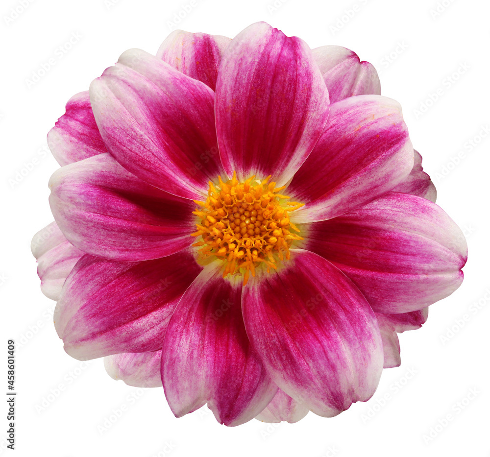 dahlia isolated on a white background with a clipping path