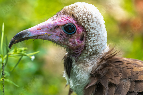 Portrait of a Hooded Vulture (Necrosyrtes monachus) photo