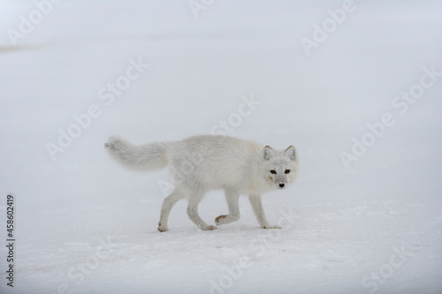 Arctic fox in winter time in Siberian tundra