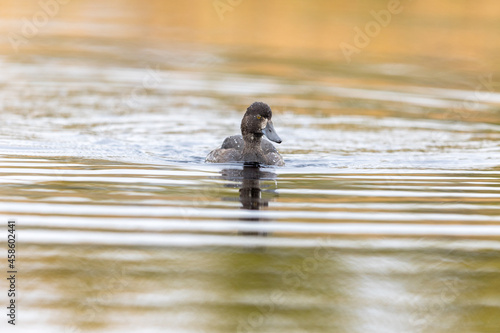 Tufted Duck - Aythya fuligula - female bird swimming in a lake photo