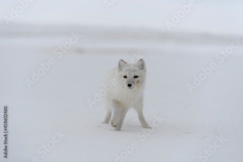 Arctic fox in winter time in Siberian tundra © Alexey Seafarer