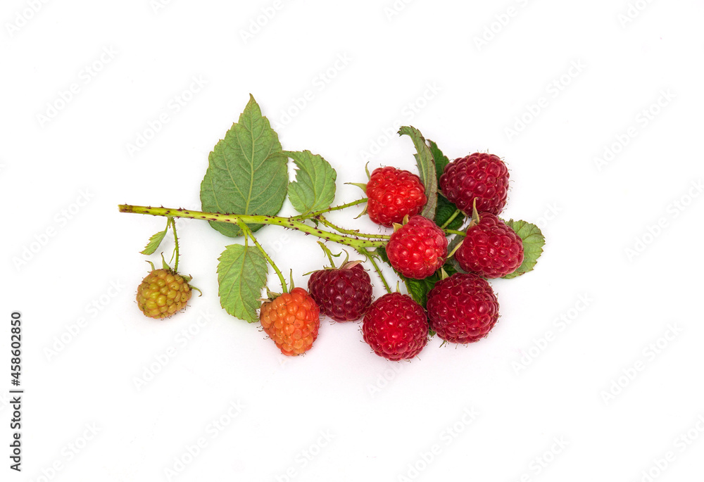 Branch of ripe red raspberrie. Lots of raspberries with leaves isolated on white background Branch of ripe red raspberrie. Lots of raspberries with leaves isolated on white background