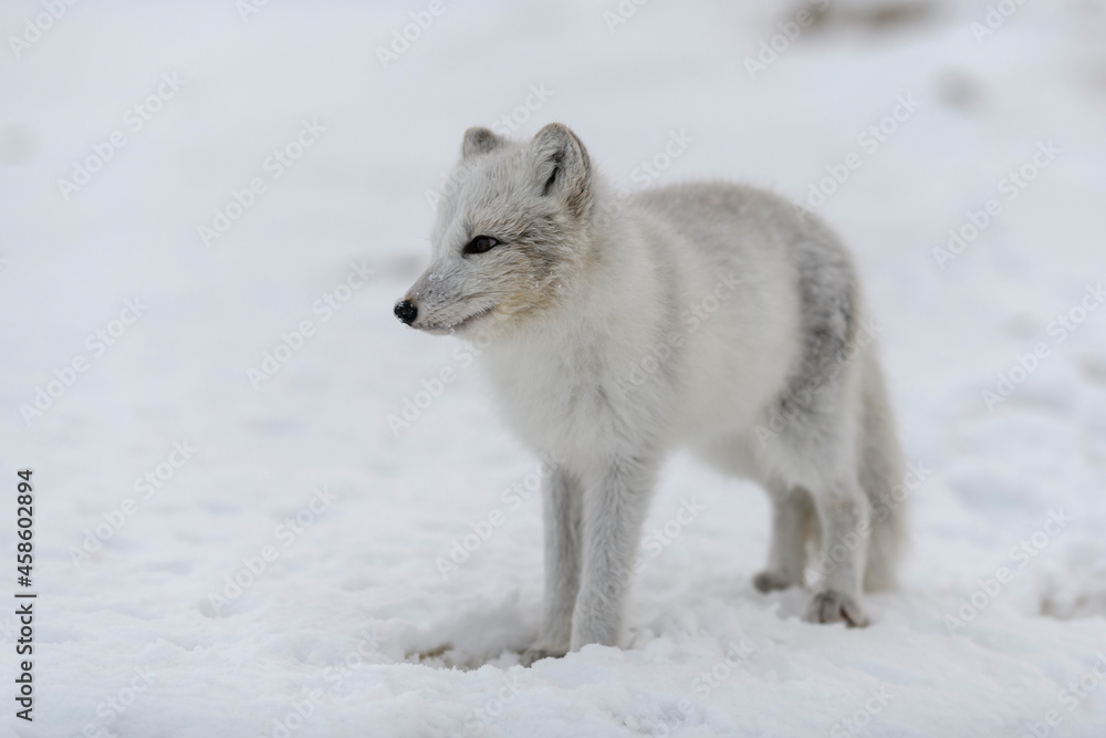 Fototapeta premium Young arctic fox in winter tundra. Grey arctic fox puppy.