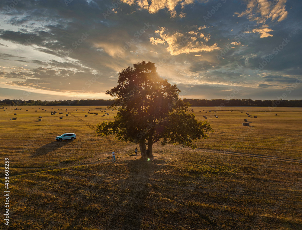 oak tree in a field at sunset. Pushkin