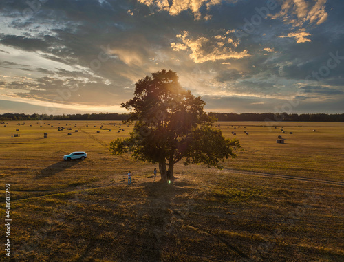 Obraz na płótnie oak tree in a field at sunset. Pushkin w salonie
