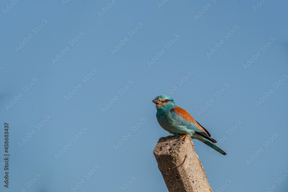 European Roller