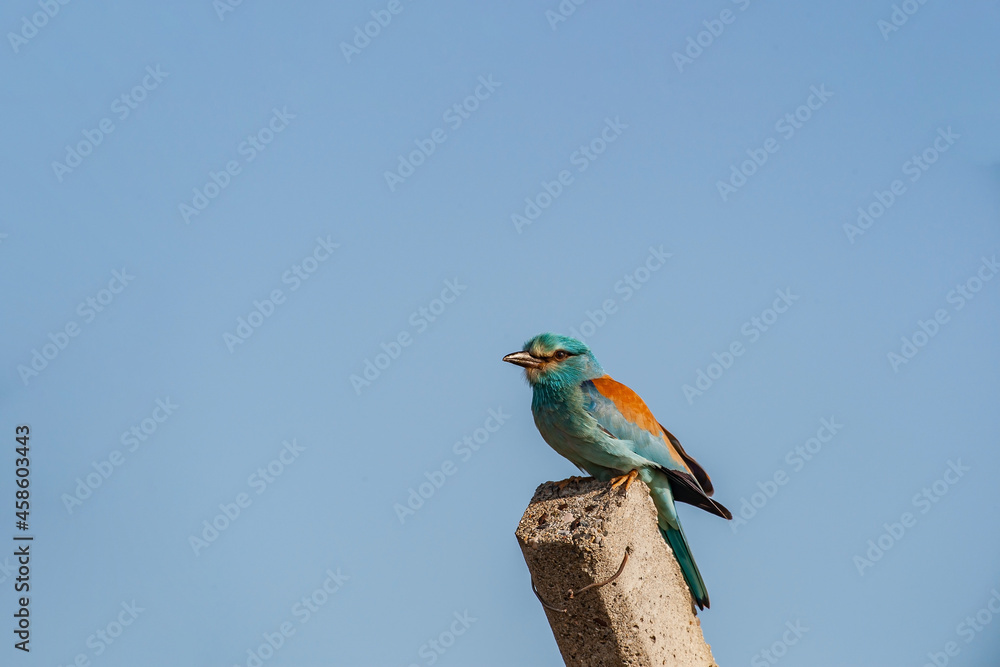 Obraz premium European Roller