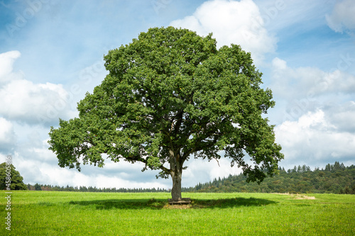 Baum im Sommer auf der grünen Wiese