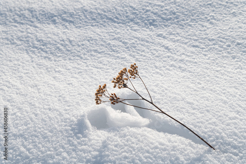 The imprint of the plant on the white snow. Winter sunny day. The sun-warmed plant melted the snow. The imprint corresponds to the silhouette of the plant.