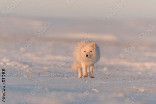 Arctic fox (Vulpes Lagopus) in wilde tundra at sunset time. Golden hour.