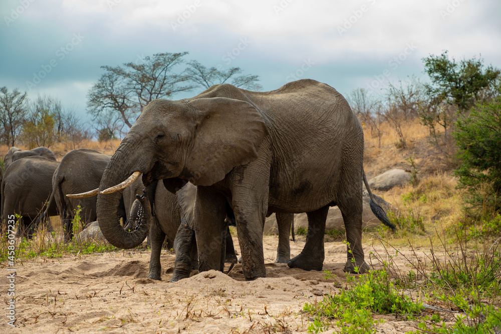 Elephant drinking water in the African bush.