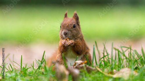 Red red squirrel eating a peanut on a background of green grass
