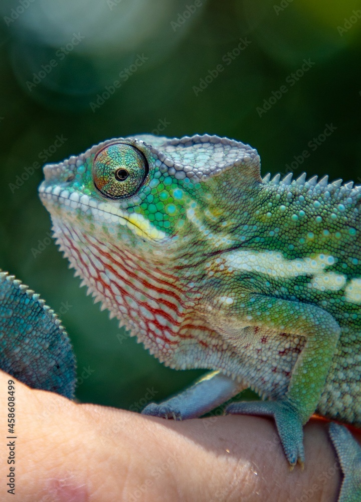 Fototapeta premium Veiled Chameleon