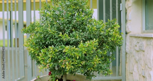 Moving forward to mid-range of young green syzygium leaves photo