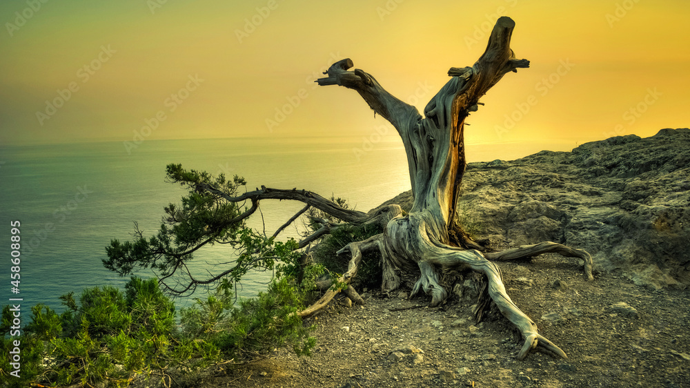 a snag on a rock a snag on a rock
