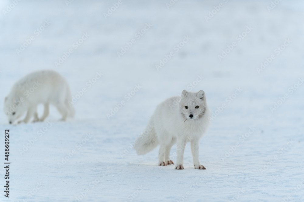 Wild arctic fox (Vulpes Lagopus) in tundra in winter time. White arctic fox. Wild arctic fox (Vulpes Lagopus) in tundra in winter time. White arctic fox.