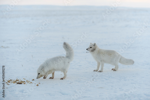 Wild arctic foxes eating in tundra in winter time.
