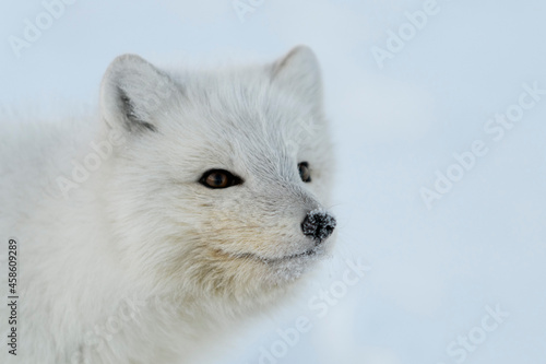 Wild arctic fox (Vulpes Lagopus) head. Arctic fox close up.