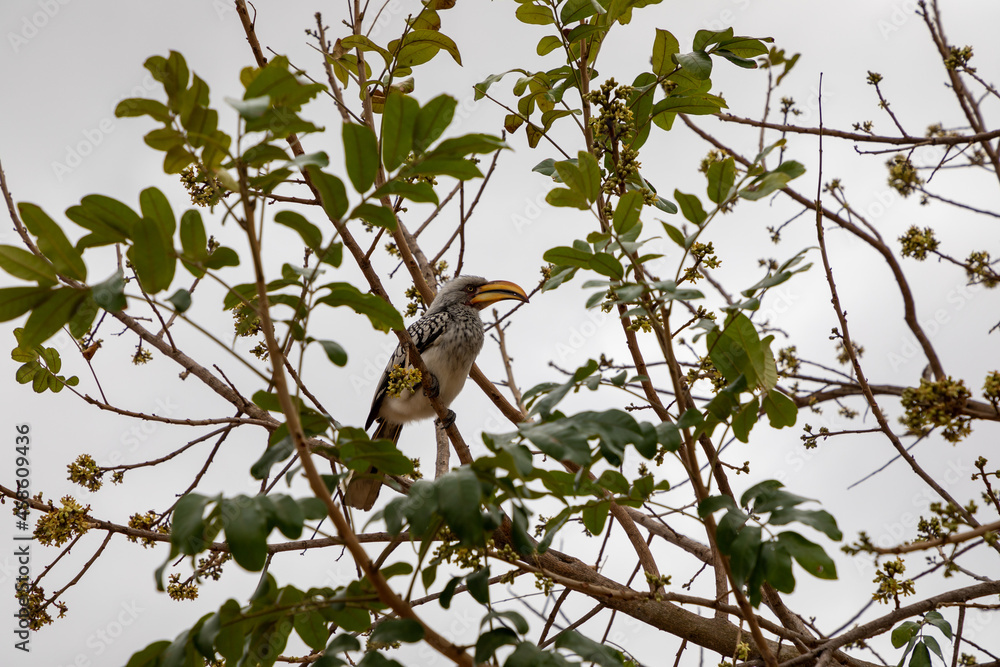 Fototapeta premium Yellow billed hornbill sitting in a tree in South Africa