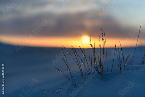 Fototapeta Naklejka Na Ścianę i Meble -  Arctic landscape in winter time. Grass with ice and snow in tundra. Sunset.